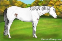 Horse Color:White Spotted Bay Splash Tobiano 