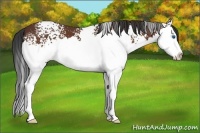 Horse Color:White Spotted Bay Splash