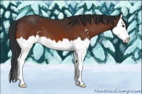 Horse Color:Bay Sabino Splash 