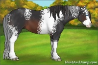 Horse Color:White Spotted Brown Sabino Splash