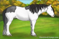 Horse Color:Brown Roan Splash