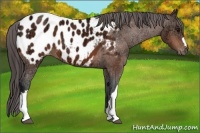 Horse Color:Bay Ice Appaloosa 