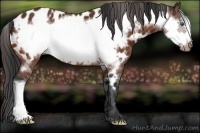 Horse Color:Bay Frame Appaloosa 