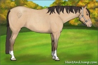 Horse Color:Amber Champagne Roan 