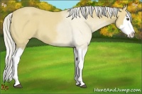 Horse Color:Silver Buckskin Roan Splash 