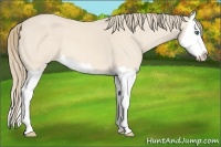 Horse Color:Perlino Splash