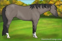 Horse Color:Grullo 