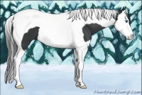 Horse Color:Black Splash Tobiano