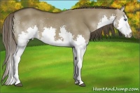 Horse Color:Liver Red Dun Splash 