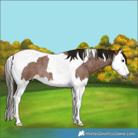 Horse Color:Gray Bay Roan Splash Tobiano  Brindle