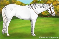Horse Color:Smoky Creme Roan Splash Appaloosa