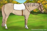 Horse Color:Palomino Roan 