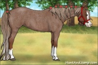 Horse Color:Red Roan Splash 
