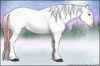 Horse Color:Brown Appaloosa 