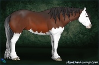 Horse Color:Bay Sabino Splash 