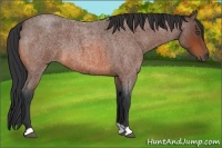 Horse Color:Bay Roan 