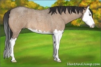 Horse Color:Bay Roan Dun Splash