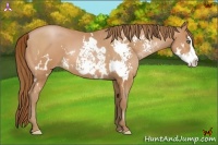 Horse Color:White Spotted Bay Pearl Splash Frame
