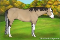 Horse Color:Bay Dun Splash 