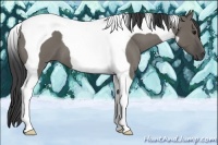 Horse Color:Smoky Grullo Roan Tobiano
