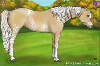 Horse Color:White Spotted Silver Buckskin 