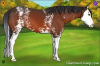 Horse Color:White Spotted Bay Splash 