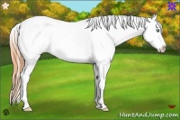 Horse Color:White Spotted Amber Cream Champagne Splash Appaloosa 