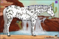 Horse Color:Black Near Leopard 