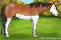 Horse Color:Bay Splash 