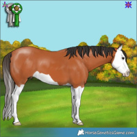 Horse Color:Bay Splash 