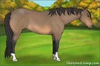 Horse Color:Buckskin Roan