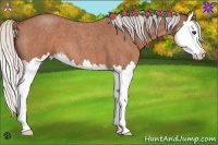 Horse Color:Silver Bay Roan Splash 