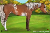 Horse Color:White Spotted Silver Bay 