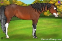 Horse Color:Bay Splash Frame