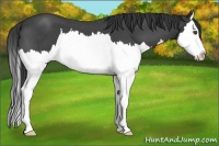 Horse Color:Blue Roan Splash 