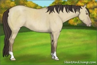 Horse Color:Classic Champagne Roan Dun 