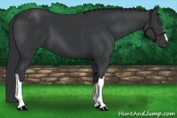 Horse Color:Black 