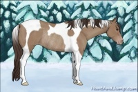 Horse Color:Classic Champagne Tobiano Rabicano