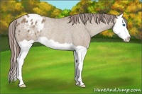 Horse Color:Classic Champagne Splash Appaloosa Rabicano 