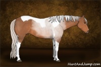 Horse Color:Silver Bay Tobiano 