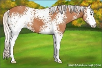 Horse Color:White Spotted Silver Bay 