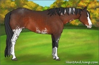 Horse Color:White Spotted Bay Splash 