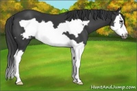Horse Color:Black Splash Frame