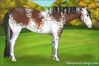 Horse Color:White Spotted Bay 