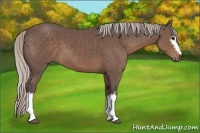 Horse Color:White Spotted Silver Black 