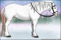 Horse Color:Brown Appaloosa