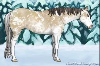Horse Color:Classic Champagne Dun Sabino Splash Rabicano