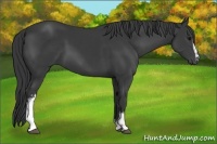 Horse Color:White Spotted Black 