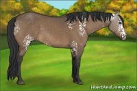 Horse Color:White Spotted Bay Dun