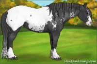 Horse Color:White Spotted Black Splash Appaloosa 